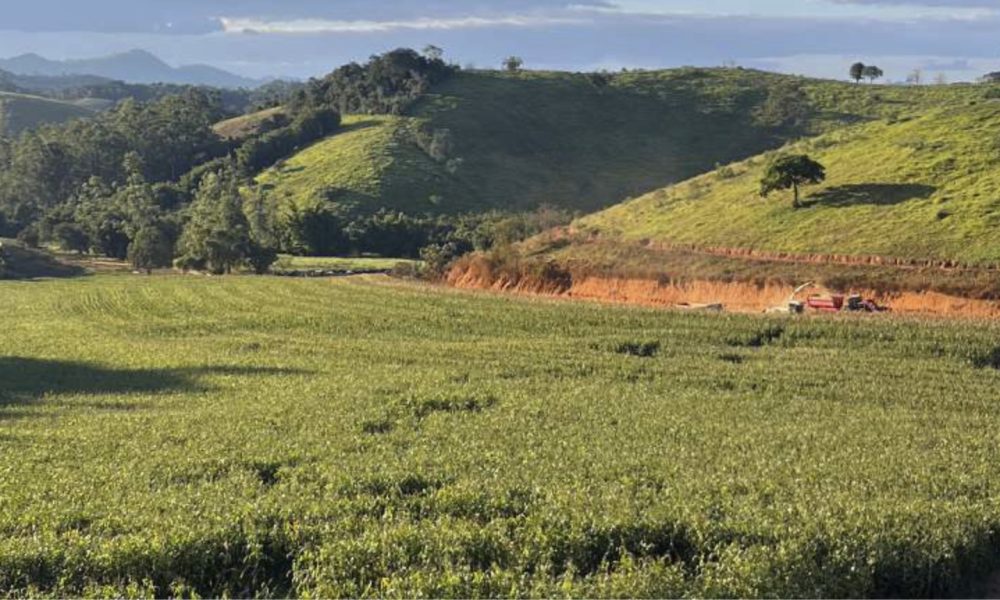 Na rota do girolando