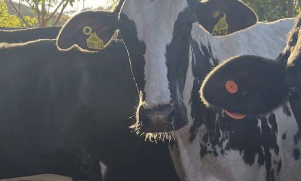 vaca Na rota do girolando