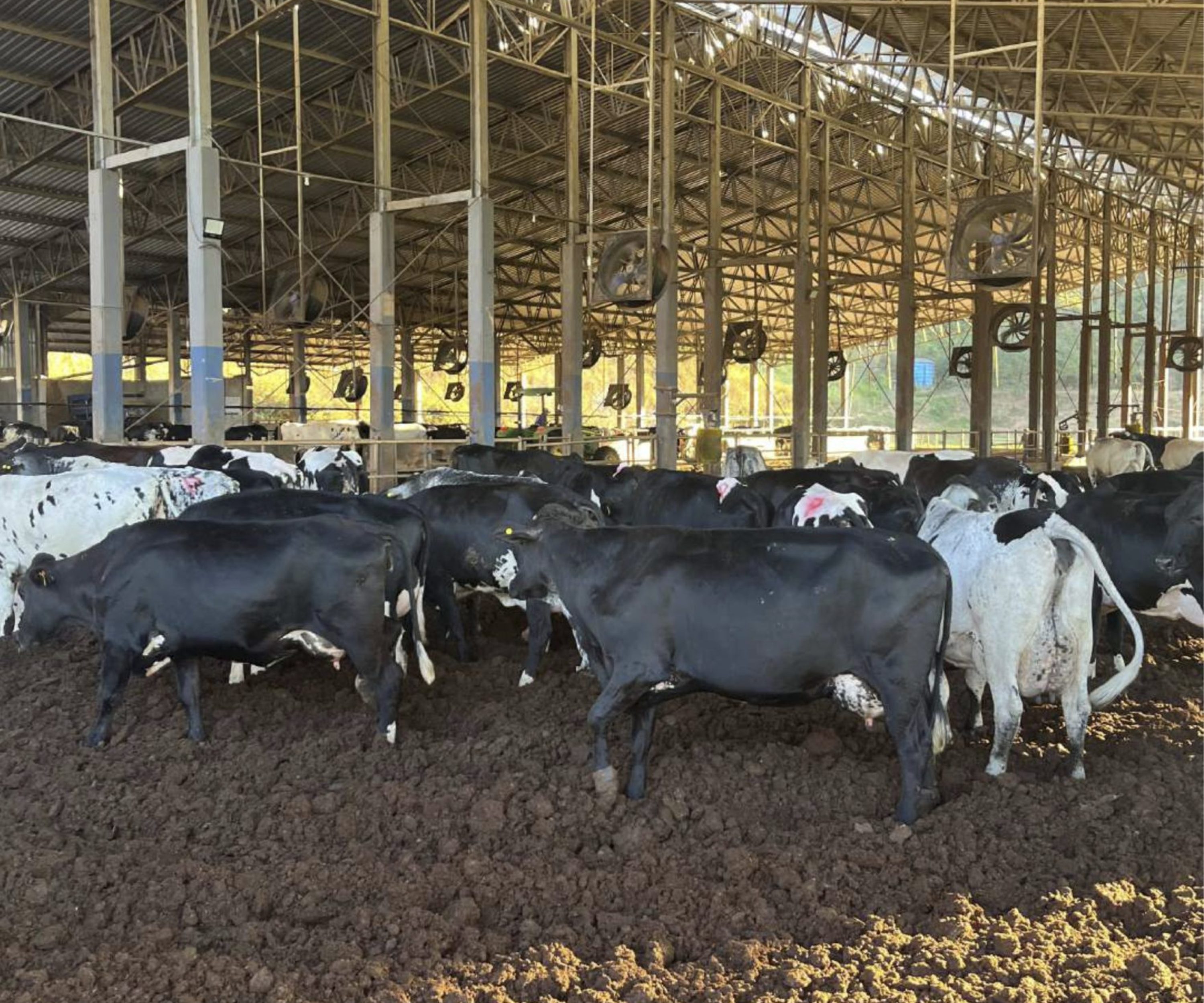 vacas Na rota do girolando