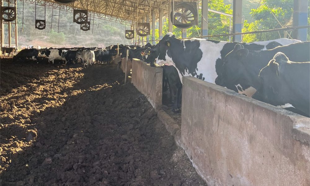 vacas2 Na rota do girolando